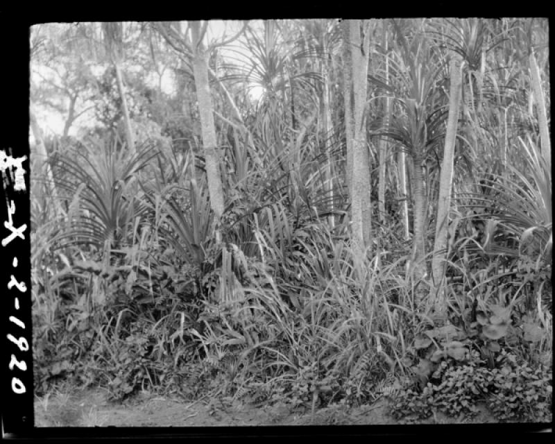 azu_shantz_19200211_37410_m.jpg azu_shantz_19200211_37410_m.jpg