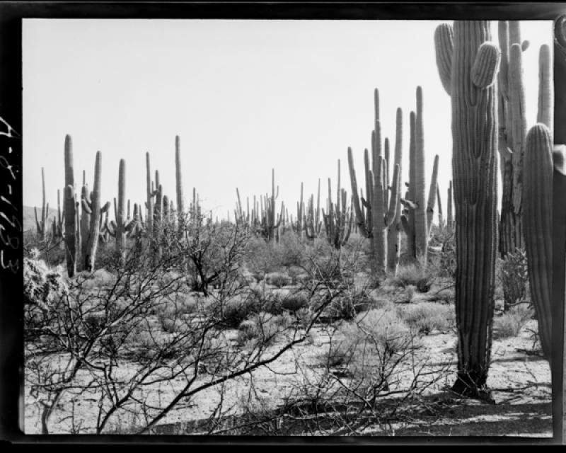 azu_shantz_19330220_a_8_m.jpg azu_shantz_19330220_a_8_m.jpg