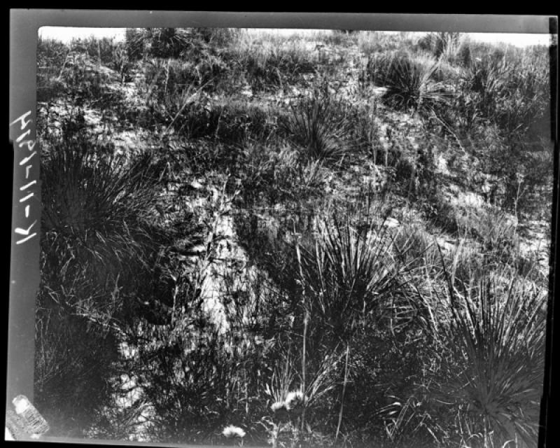 azu_shantz_19140717_k_11_m.jpg azu_shantz_19140717_k_11_m.jpg