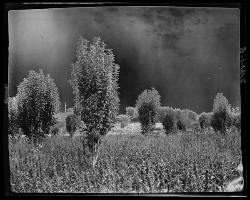 azu_shantz_19120823_y_1_m.jpg azu_shantz_19120823_y_1_m.jpg