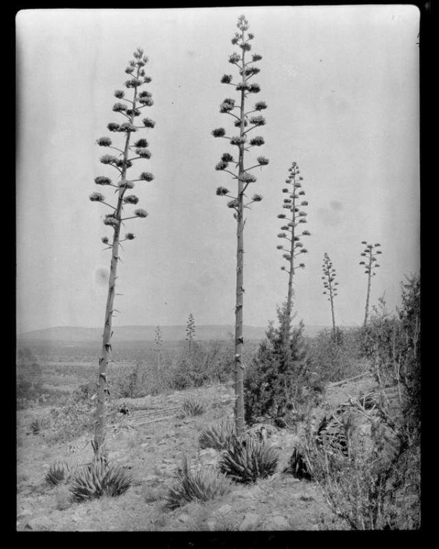 azu_shantz_19290714_d_8_m.jpg azu_shantz_19290714_d_8_m.jpg