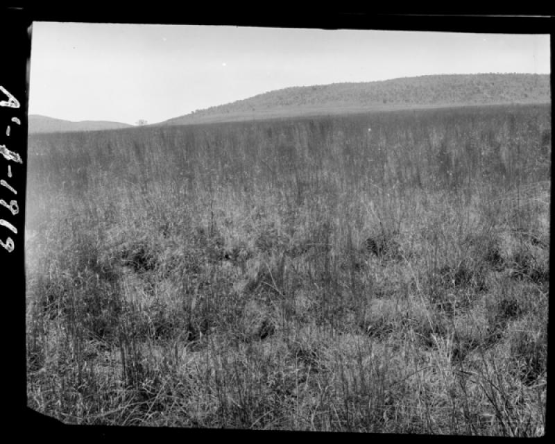 azu_shantz_19191011_36413_m.jpg azu_shantz_19191011_36413_m.jpg