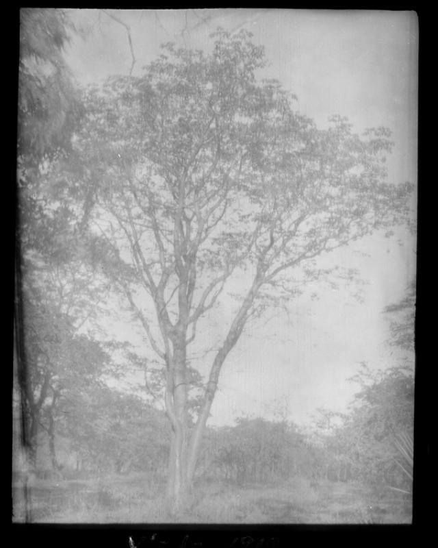 azu_shantz_19191113_36744_m.jpg azu_shantz_19191113_36744_m.jpg