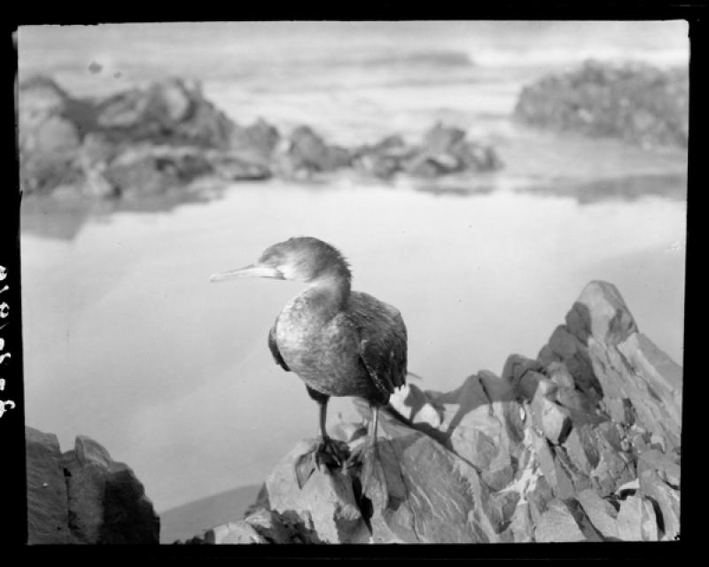 azu_shantz_19190831_36163_m.jpg azu_shantz_19190831_36163_m.jpg