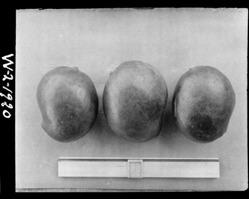 azu_shantz_19200210_37399_m.jpg azu_shantz_19200210_37399_m.jpg