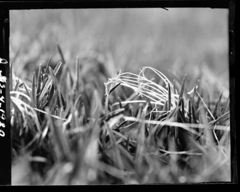 azu_shantz_19200530_38472_m.jpg azu_shantz_19200530_38472_m.jpg