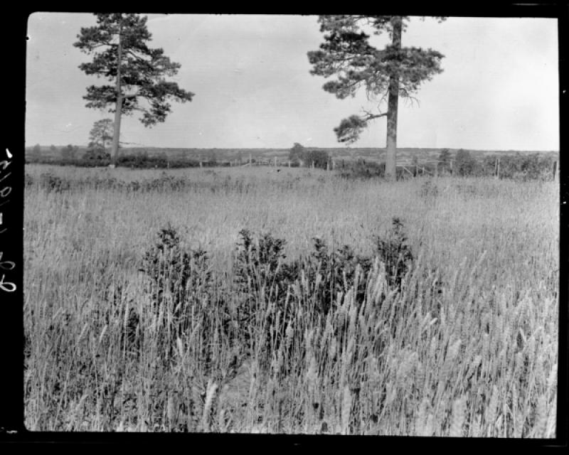 azu_shantz_19150831_jj_1_m.jpg azu_shantz_19150831_jj_1_m.jpg