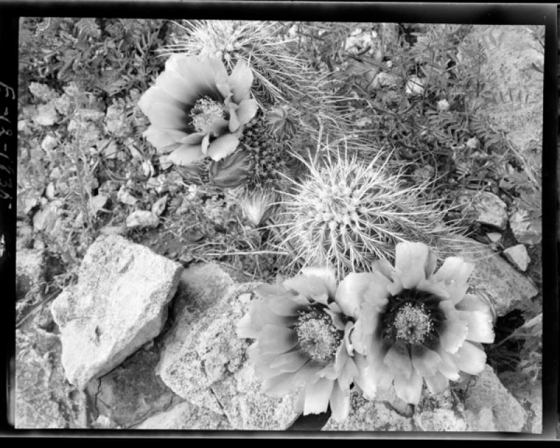 azu_shantz_19350407_e_12_m.jpg azu_shantz_19350407_e_12_m.jpg