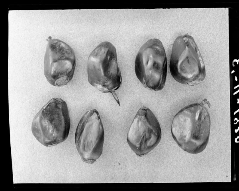 azu_shantz_19200221_37503_m.jpg azu_shantz_19200221_37503_m.jpg