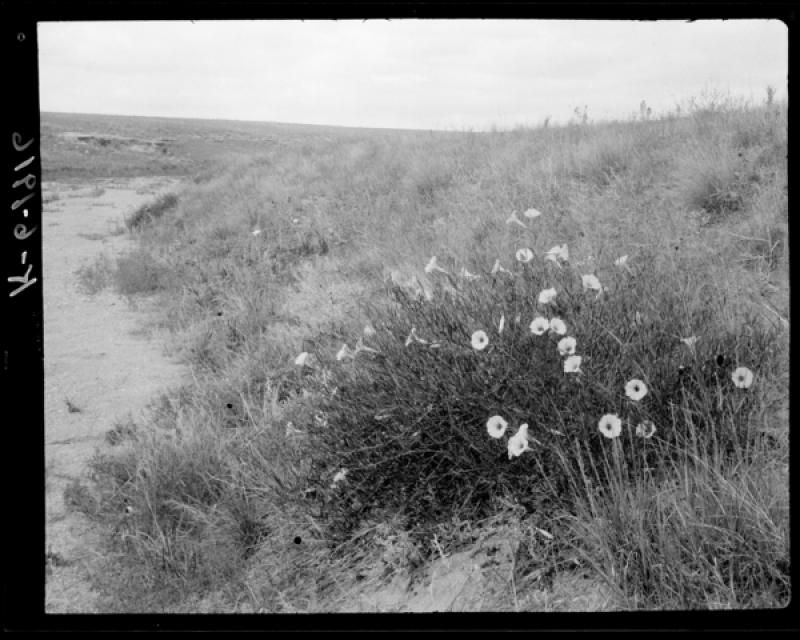 azu_shantz_19160807_k_6_m.jpg azu_shantz_19160807_k_6_m.jpg