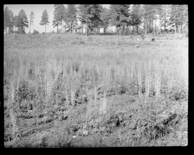 azu_shantz_19290808_h_11_m.jpg azu_shantz_19290808_h_11_m.jpg