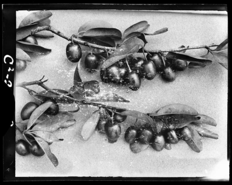 azu_shantz_19191203_36828_m.jpg azu_shantz_19191203_36828_m.jpg