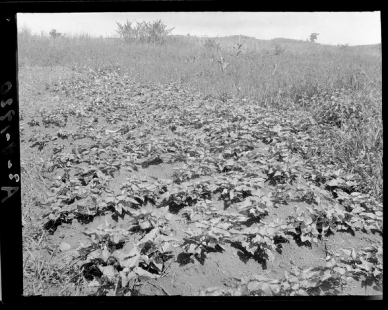 azu_shantz_19200317_37823_m.jpg azu_shantz_19200317_37823_m.jpg