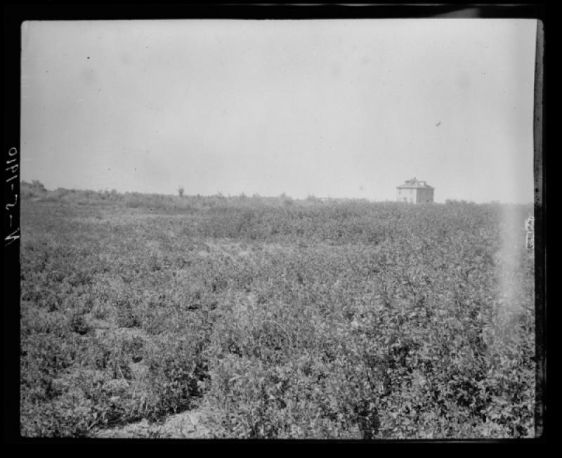 azu_shantz_19100802_n_5_m.jpg azu_shantz_19100802_n_5_m.jpg