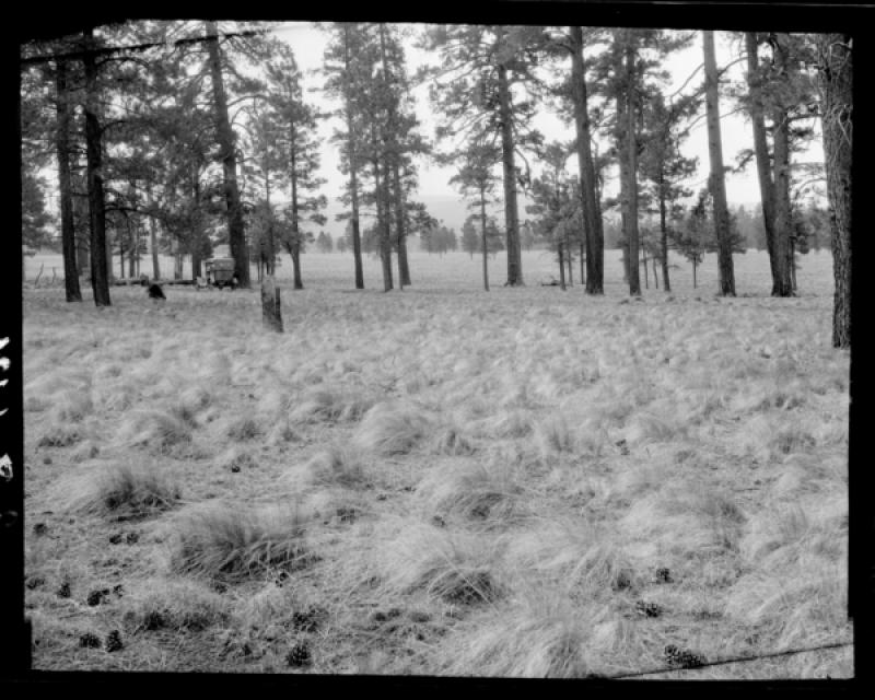 azu_shantz_19210604_i_8_m.jpg azu_shantz_19210604_i_8_m.jpg