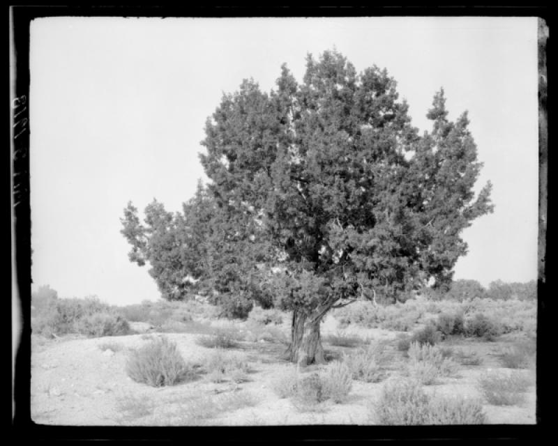 azu_shantz_19130830_mm_2_m.jpg azu_shantz_19130830_mm_2_m.jpg