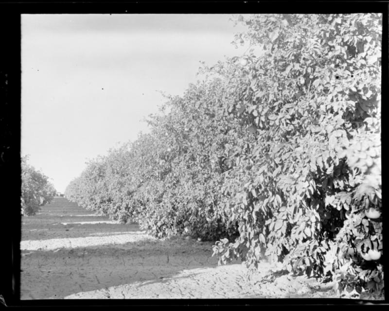 azu_shantz_19321201_hh_8_m.jpg azu_shantz_19321201_hh_8_m.jpg