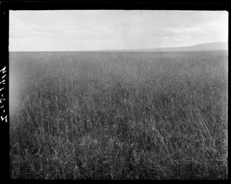 azu_shantz_19191011_36412a_m.jpg azu_shantz_19191011_36412a_m.jpg