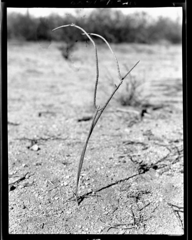 azu_shantz_19331208_w_4_m.jpg azu_shantz_19331208_w_4_m.jpg