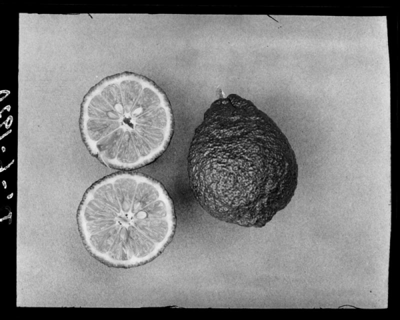 azu_shantz_19200220_37486_m.jpg azu_shantz_19200220_37486_m.jpg